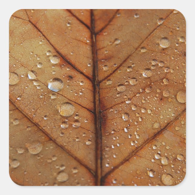 Autumn Sticker (Front)