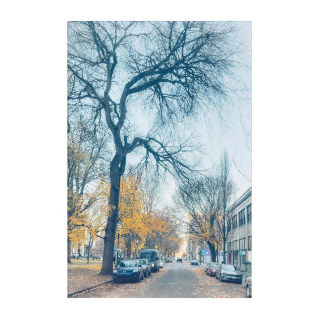 Autumn Street with Bared Tree Acrylic Print (Front)