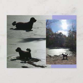 Autumn Sun with Dog in Water DIY Postcard