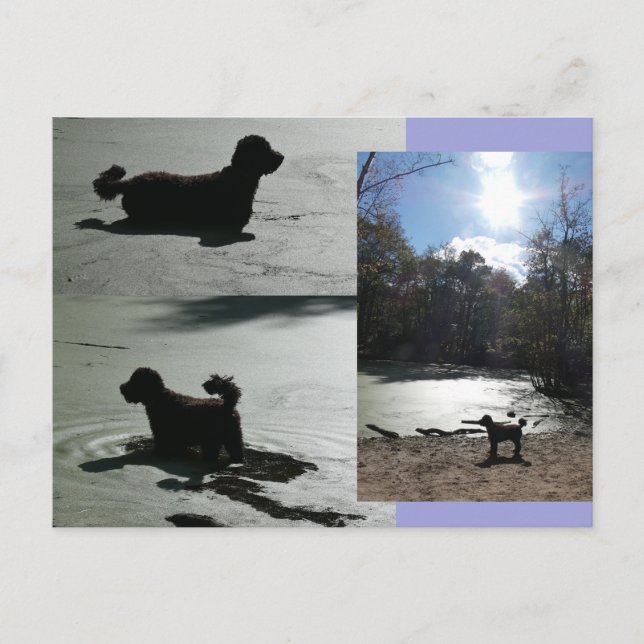 Autumn Sun with Dog in Water DIY Postcard (Front)