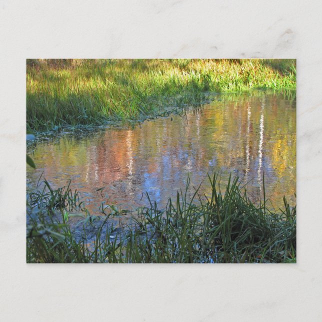 Autumn Swamp Reflections Postcard (Front)