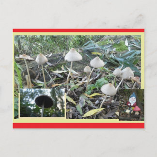 Autumn Toadstools with Gnome DIY Postcard