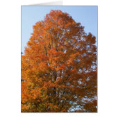 Autumn Tree-Blank Card (Front)