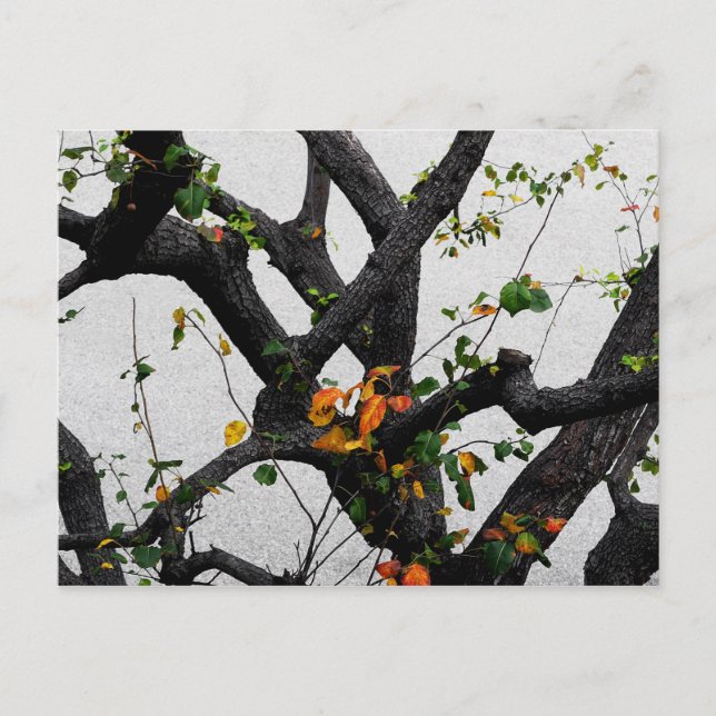 Autumn Tree Branches Postcard (Front)