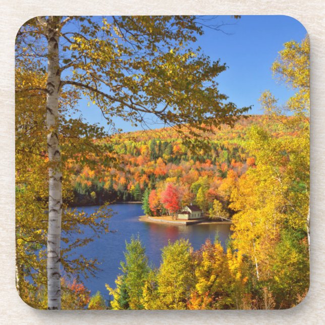 Autumn tree landscape, Maine Drink Coaster (Front)