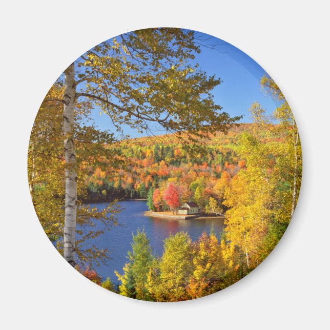 Autumn tree landscape, Maine Magnet (Front)