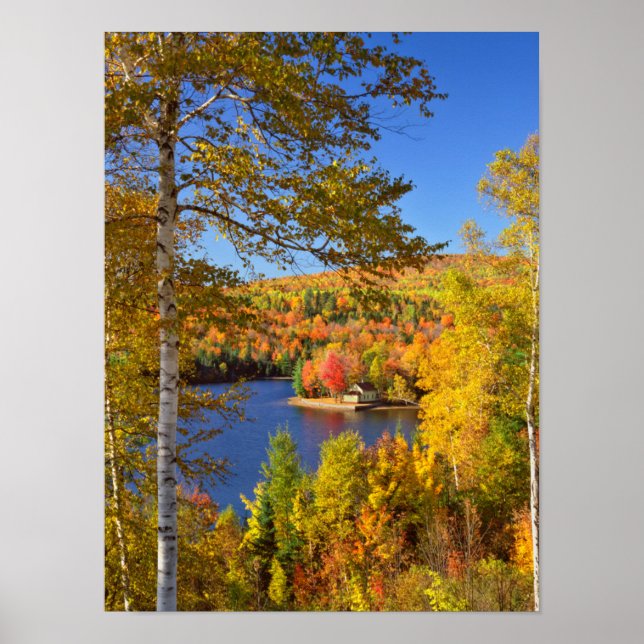 Autumn tree landscape, Maine Poster (Front)