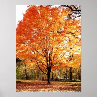 Autumn Tree, Maple Tree in Fall Poster