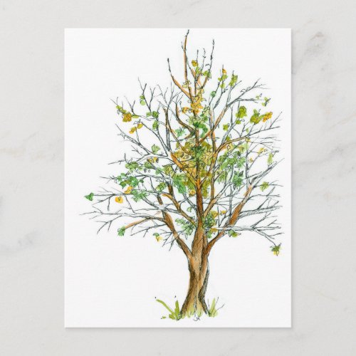 Autumn Tree Pen and Ink Drawing Watercolor Postcard