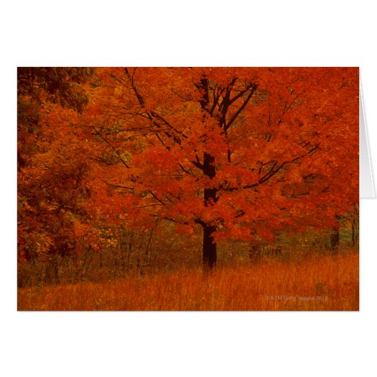 Autumn tree with red foliage cards (Front Horizontal)