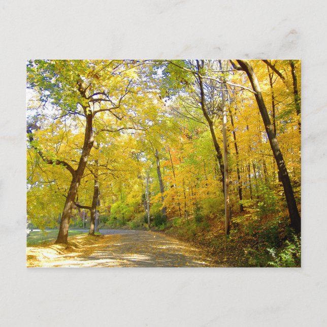 Autumn Trees 2004 Photo ... Bradley Park Postcard (Front)