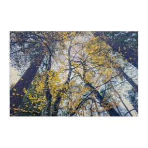 Autumn Trees Canopy View Acrylic Print