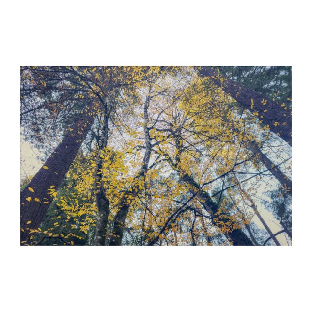Autumn Trees Canopy View Acrylic Print (Front)