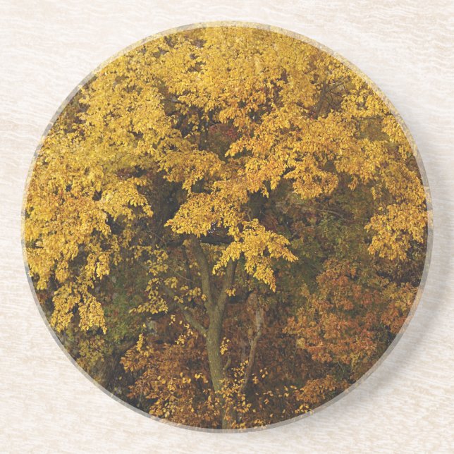 Autumn Trees Coaster (Front)
