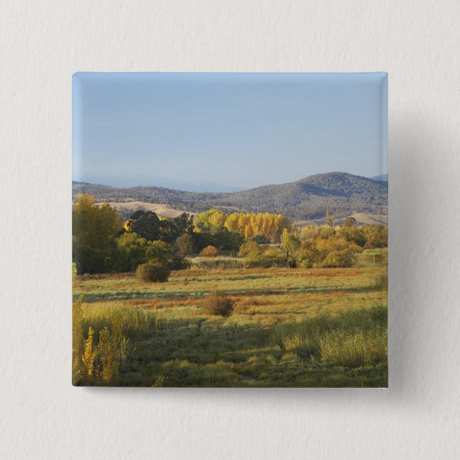 Autumn Trees, Khancoban, Snowy Mountains, New Button (Front)