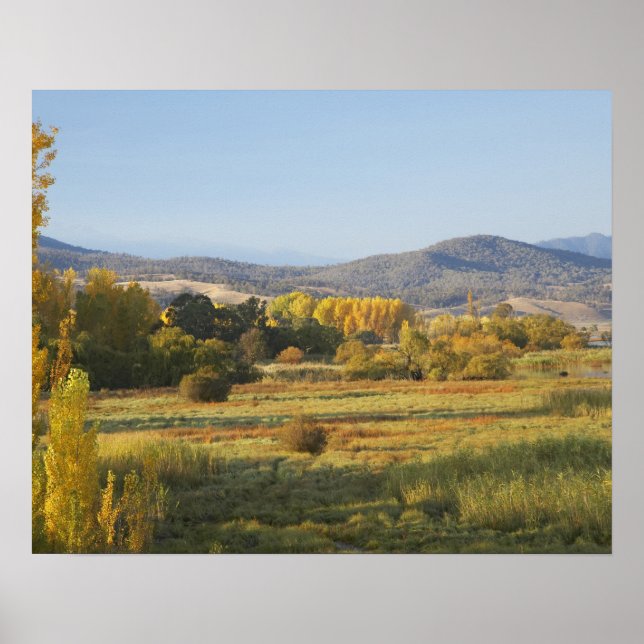 Autumn Trees, Khancoban, Snowy Mountains, New Poster (Front)