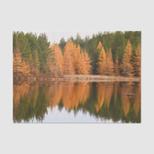 Autumn Trees Lake Colorful Orange Fall Themed Tissue Paper