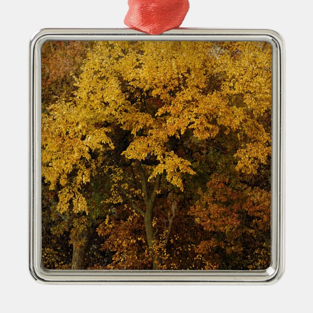 Autumn Trees Metal Ornament (Front)