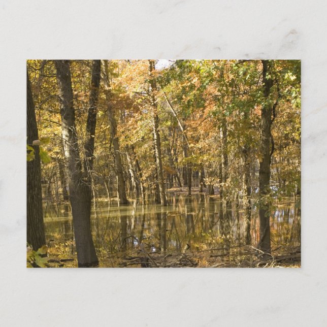 Autumn Trees Near a Lake Postcard (Front)