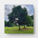 Autumn trees plaque