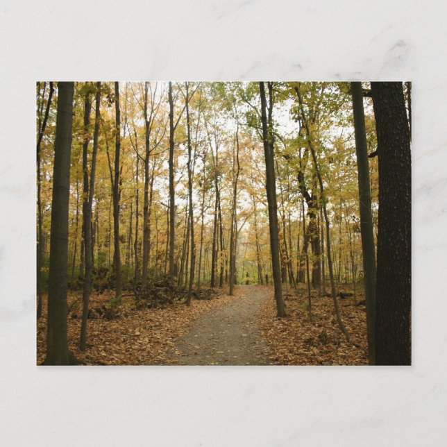 Autumn Trees Postcard (Front)