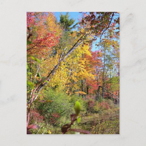 Autumn Trees Postcard