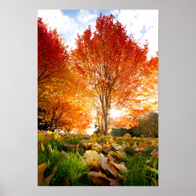Autumn Trees Poster (Front)
