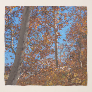 AUTUMN TREES SEDONA Oak Creek Canyon Scarf