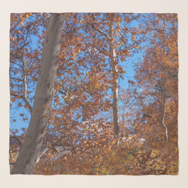 AUTUMN TREES SEDONA Oak Creek Canyon Scarf (Front)