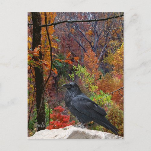 Autumn Trees with Crow Seasonal  Postcard