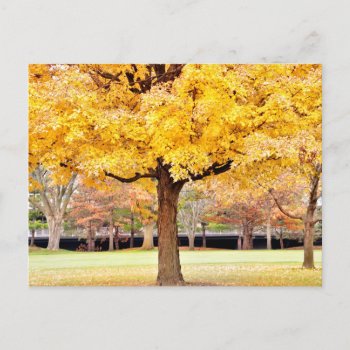 Autumn Vibes Postcard by Siberianmom at Zazzle