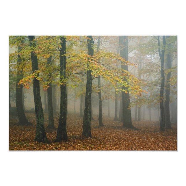 Autumn view of foggy forest, Grandfather 3 Photo Print (Front)