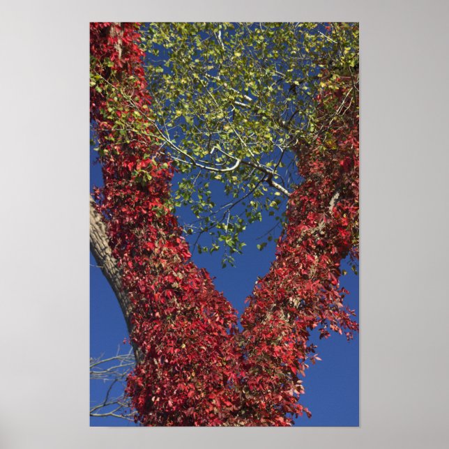 Autumn Vines On Trees Poster (Front)