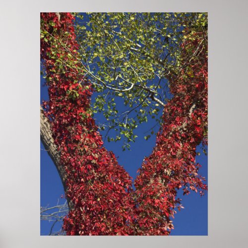 Autumn Vines On Trees Poster