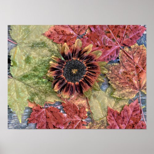 Autumn Vintage Sunflower Rustic Brown Maple Leaves Poster