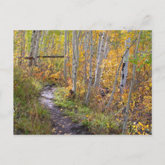 Autumn Walk Postcard