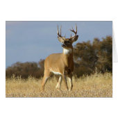 Autumn Whitetail Buck (Front Horizontal)