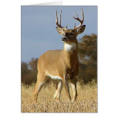 Autumn Whitetail Buck (Front)