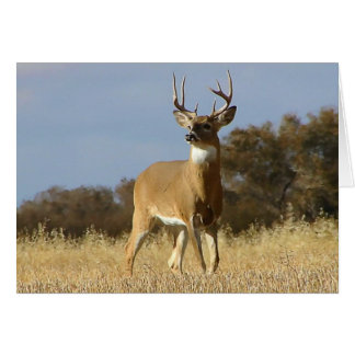 Autumn Whitetail Buck Cards