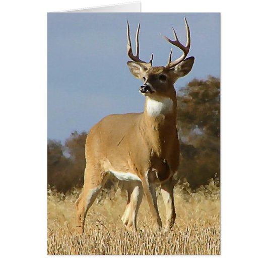 Autumn Whitetail Buck Cards (Front)