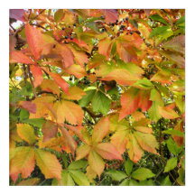 Autumn wild grapevine leaves