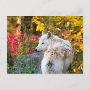 Autumn Wolf Postcard