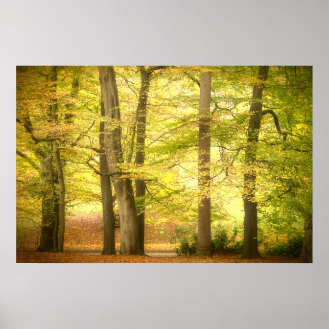 Autumn Woodland (4391) Poster (Front)