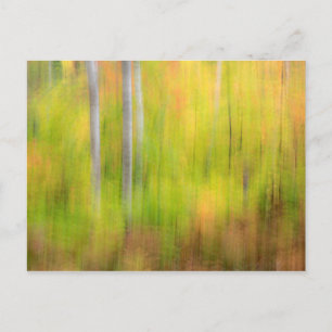 Autumn Woodland Michigan, Upper Peninsula Postcard