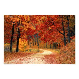 Autumn Woods Photo Print