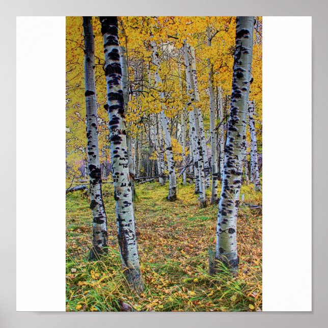 Autumn Woods Poster (Front)