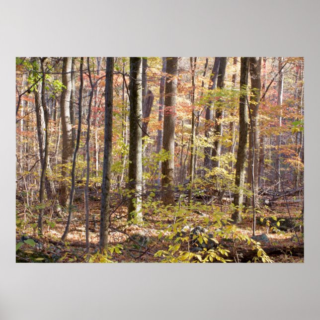 Autumn Woods Poster (Front)