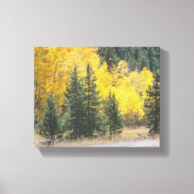 Autumn Yellow Aspen Trees Mountain Landscape Photo Canvas Print (Front)