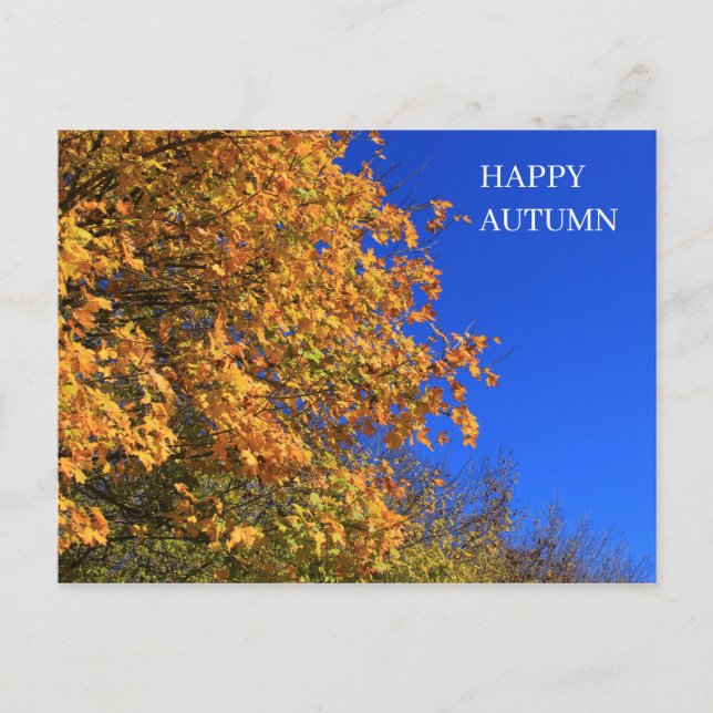 Autumn Yellow Forest Postcard (Front)