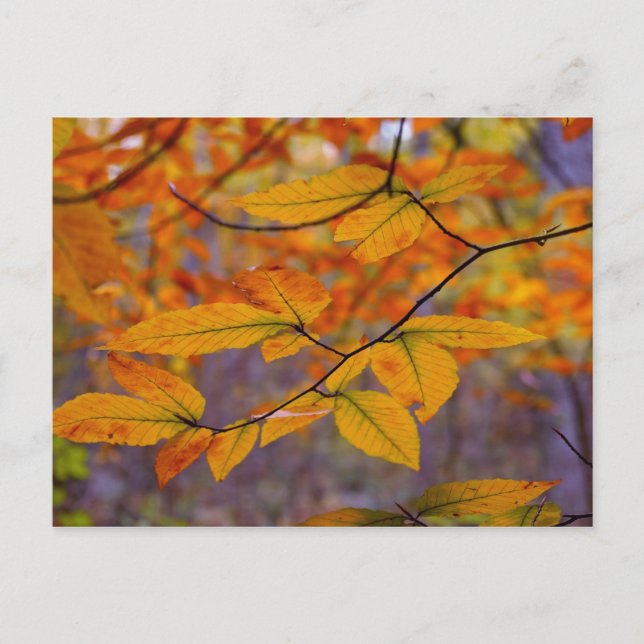 Autumn Yellow Leaves Postcard (Front)